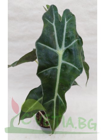 Alocasia Amazonica